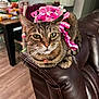 armrest, background, cat, chair, collar, curled_paw, domestic, feline, floor, green_eyes, home, indoor, leather_couch, pet, pink_ribbon, relaxed, ribbon, tabby_cat, table, whiskers