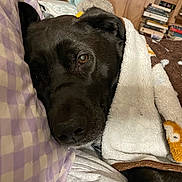 Ginger joined the competition — help win amazing prizes! dog, black_dog, blanket, pillow, bedroom, resting, sleepy, indoors, cozy, animal, pet, fur, close_up, face, snuggled, comfort, relaxation, soft, warm, home