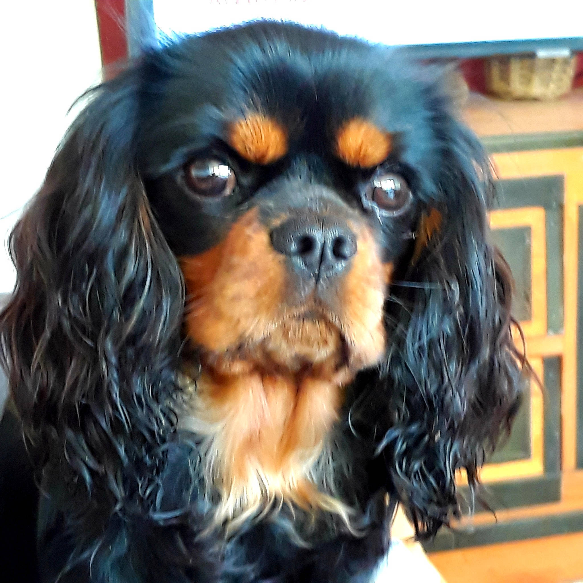 Talita a rejoint le concours — aidez-le/la à gagner de superbes lots ! canidae, carnivore, cavalier_king_charles_spaniel, companion_dog, dog, dog_breed, door, fawn, fur, hair, liver, snout, sporting_group, terrestrial_animal, toy_dog, working_animal, working_dog