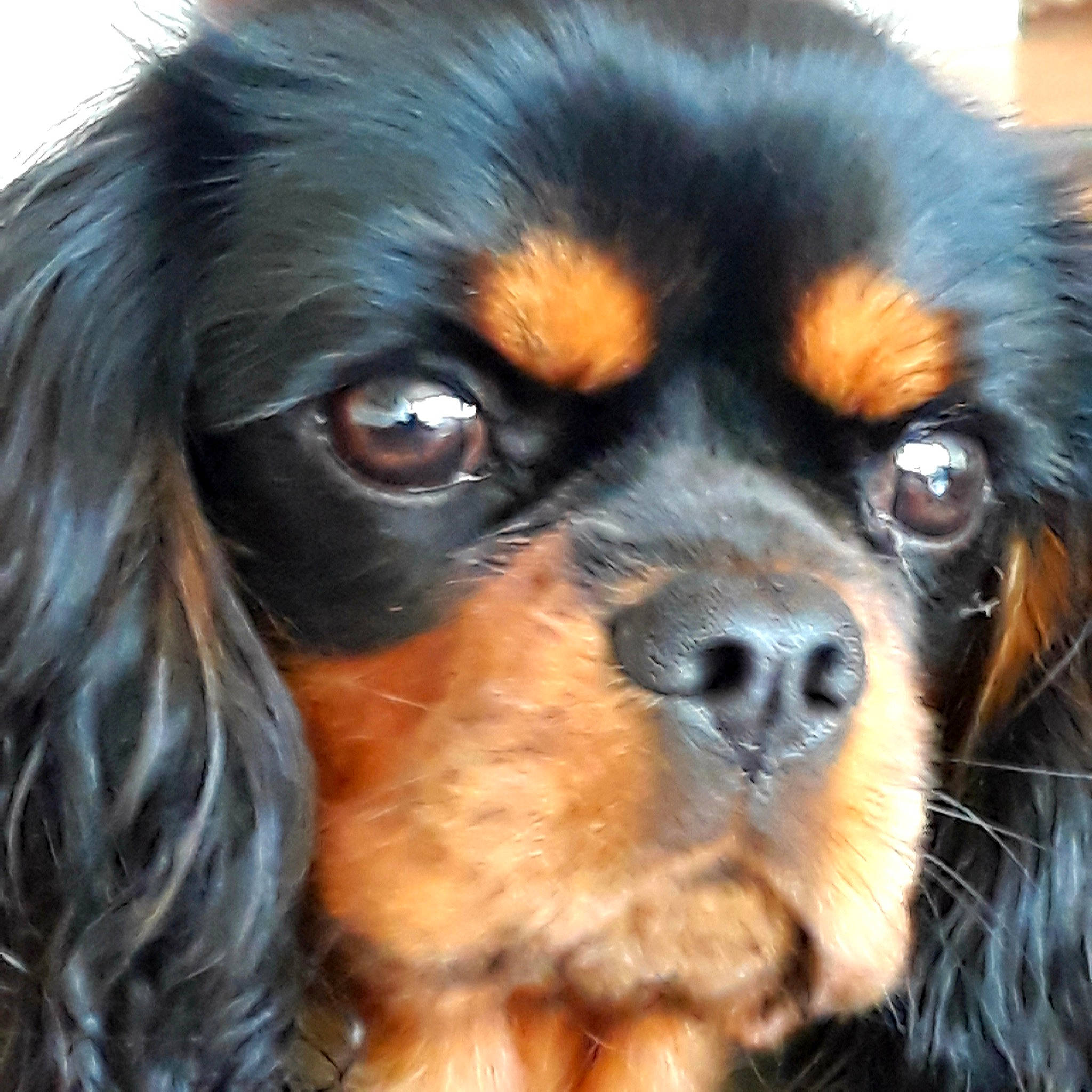 Tali participe au concours pour gagner de l'argent avec cette photo : canidae, carnivore, companion_dog, dog, dog_breed, fawn, fur, liver, puppy, snout, sporting_group, terrestrial_animal, working_animal, working_dog