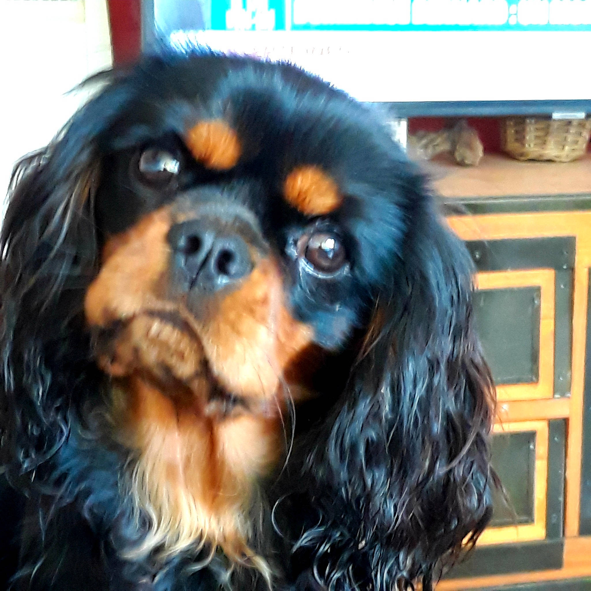 Tali a rejoint le concours — aidez-le/la à gagner de superbes lots ! canidae, carnivore, cavalier_king_charles_spaniel, companion_dog, dog, dog_breed, door, electric_blue, fur, liver, mammal, snout, sporting_group, terrestrial_animal, working_animal, working_dog