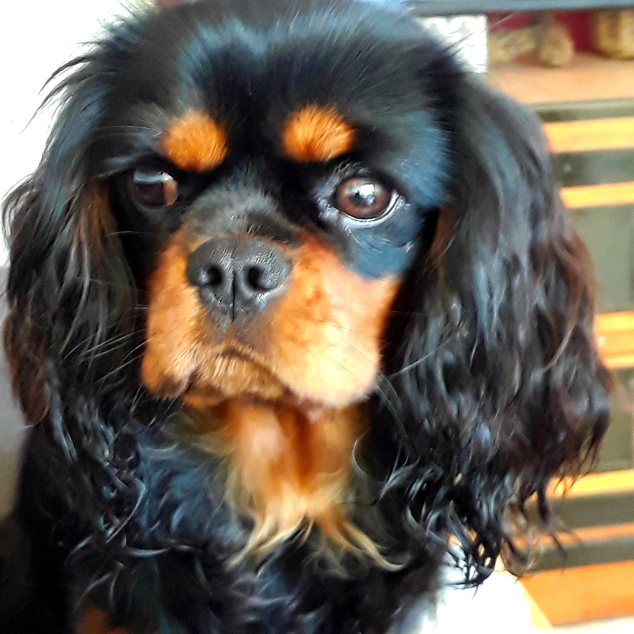 Tali a rejoint le concours — aidez-le/la à gagner de superbes lots ! canidae, carnivore, companion_dog, dog, dog_breed, door, eye, fawn, fur, hair, liver, snout, spaniel, sporting_group, terrestrial_animal, working_animal, working_dog