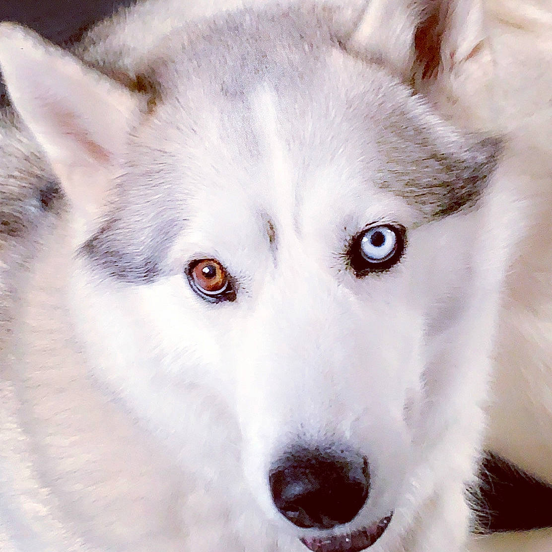 Miette participe au concours pour gagner de l'argent avec cette photo : canadian_eskimo_dog, canidae, canis_lupus_tundrarum, carnivore, czechoslovakian_wolfdog, dog, dog_breed, greenland_dog, head, mammal, native_american_indian_dog, northern_inuit_dog, sakhalin_husky, seppala_siberian_sleddog, siberian_husky, snout, tamaskan_dog, vertebrate, white, wolfdog