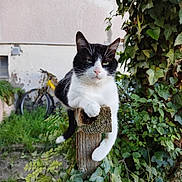 Loulou participe au concours pour gagner de l'argent avec cette photo : animal, background_blur, bicycle, black_and_white, cat, curious, daylight, feline, garden, greenery, ivy, leafy, nature, outdoor, pet, plants, relaxed, resting, rusty, wooden_post