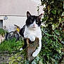 animal, background_blur, bicycle, black_and_white, cat, curious, daylight, feline, garden, greenery, ivy, leafy, nature, outdoor, pet, plants, relaxed, resting, rusty, wooden_post