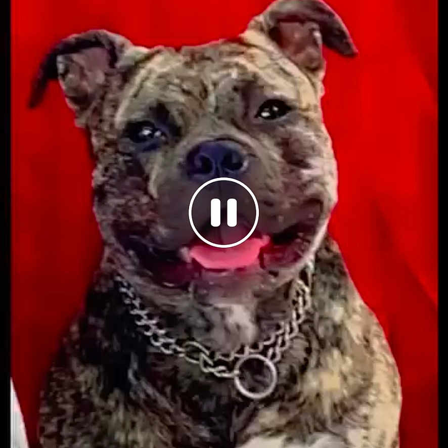 Seyco participe au concours pour gagner de l'argent avec cette photo : advertisement, animal, bostonbull, boxer, bulldog, canine, doctor, dog, envelope, frenchbulldog, greetingcard, mail, person, pet, pitbull, policedog, poster, snout, terrier, veterinarian