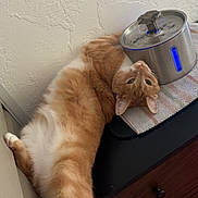 Rebel joined the competition — help win amazing prizes! cat, ginger_cat, pet, feline, water_fountain, relaxed, dormant, furniture, dresser, indoor, striped_cloth, white_wall, texture, resting, cozy, domestic, animal, cute, stretching, comfortable