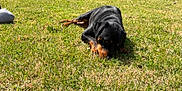 Kiara joined the competition — help win amazing prizes! dog, grass, lawn, outdoor, sunny, house, car, tree, suburban, pet, canine, daytime, relaxing, nature, yard, animal, black_dog, tan_dog, parked_car, residential