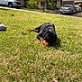 dog, grass, lawn, outdoor, sunny, house, car, tree, suburban, pet, canine, daytime, relaxing, nature, yard, animal, black_dog, tan_dog, parked_car, residential