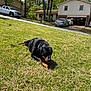 rottweiler, dog, grass, lawn, puppy, outdoor, suburban, house, car, trees, daytime, sunlight, nature, pet, canine, animal, mammal, playing, greenery, curious