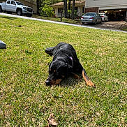 Kiara joined the competition — help win amazing prizes! dog, rottweiler, grass, outdoor, sunlight, lawn, house, tree, vehicle, car, driveway, pet, collar, resting, daytime, nature, yard, suburb, canine, animal