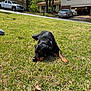 dog, rottweiler, grass, outdoor, sunlight, lawn, house, tree, vehicle, car, driveway, pet, collar, resting, daytime, nature, yard, suburb, canine, animal