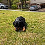 puppy, dog, rottweiler, grass, lawn, outdoor, suburban, house, car, tree, daytime, pet, animal, nature, curious, sniffing, young, canine, parked_car, sunny