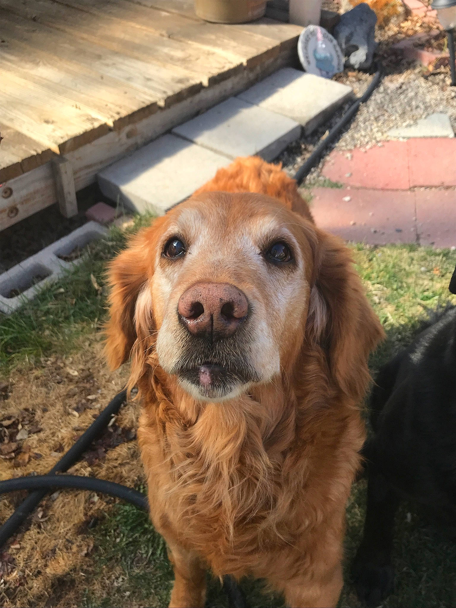 Zoe is registered to the contest to win money with this photo: canidae, carnivore, companion_dog, dog, dog_breed, fawn, golden_retriever, mammal, nose, retriever, snout, sporting_group