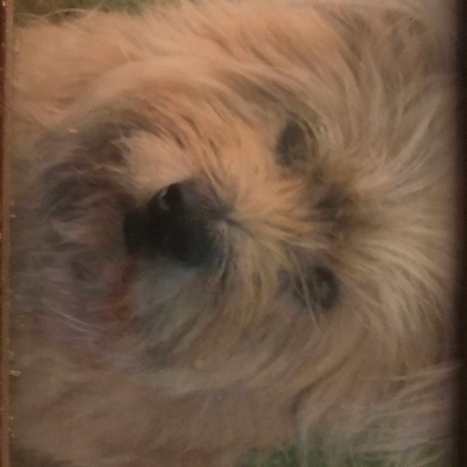 Maggie