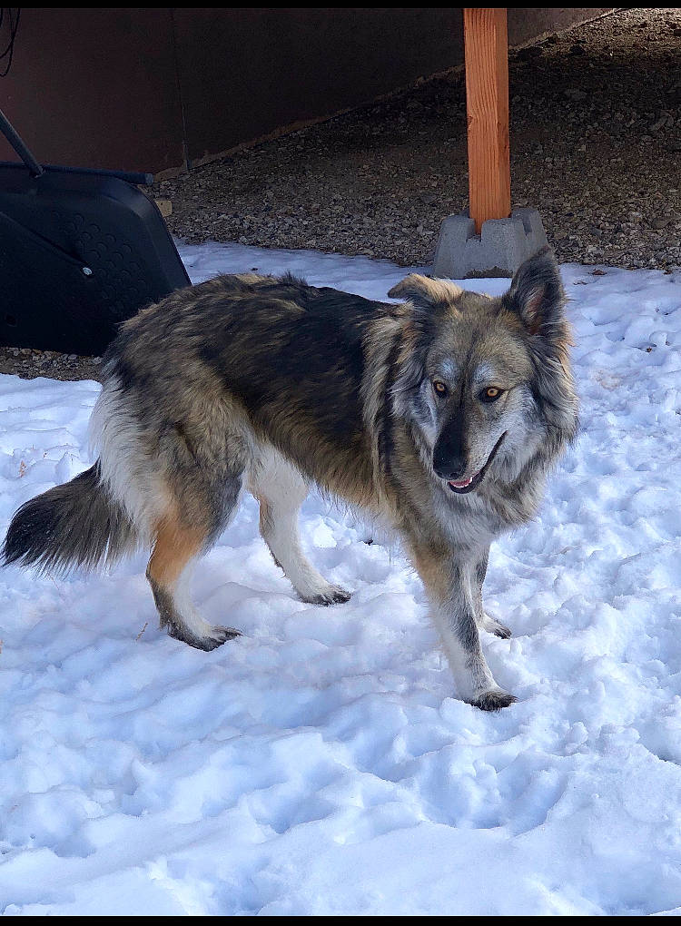 Holly joined the competition — help win amazing prizes! canidae, carnivore, carpathian_shepherd_dog, czechoslovakian_wolfdog, dog, dog_breed, mammal, native_american_indian_dog, rare_breed_dog, saarloos_wolfdog, shiloh_shepherd_dog, snow, sporting_group, sulimov_dog, tamaskan_dog, utonagan, vertebrate, winter, wolf, wolfdog