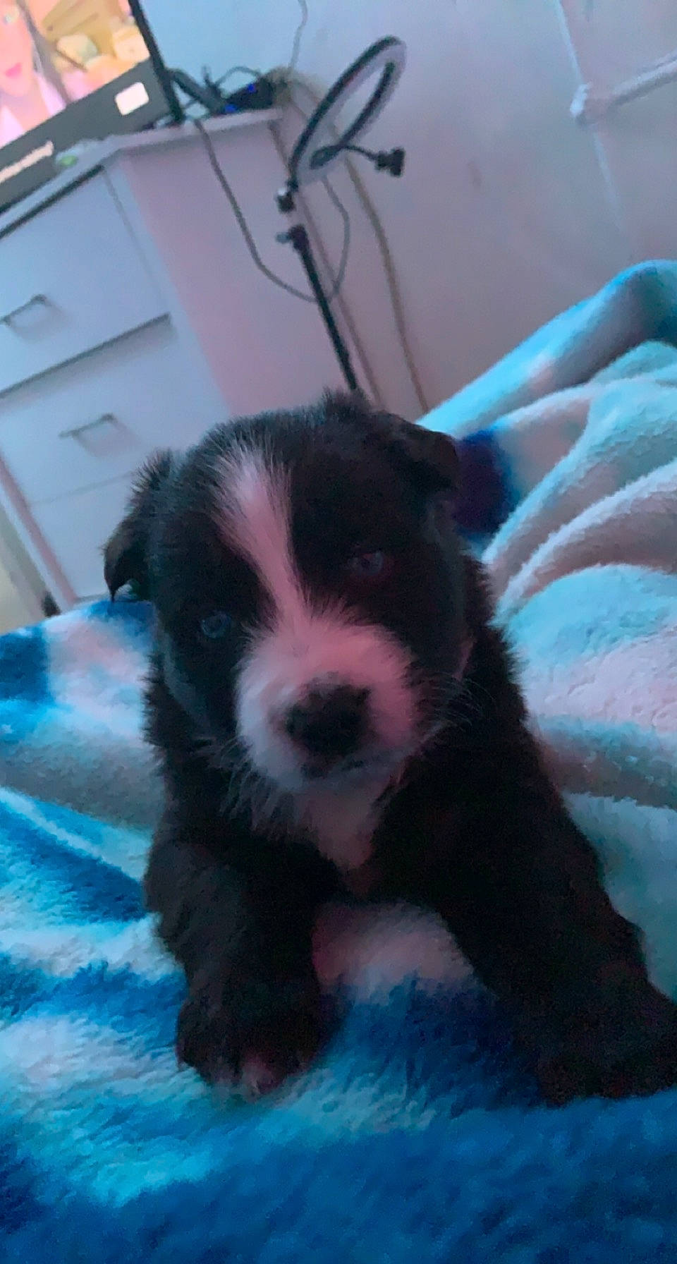 Cricket is registered to the contest to win money with this photo: canidae, carnivore, companion_dog, corgi_chihuahua, dog, dog_breed, fur, paw, puppy, spaniel, sporting_group, terrier, toy_dog, whiskers, working_animal, working_dog