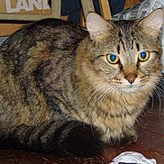 Teddy joined the competition — help win amazing prizes! cat, tabby_cat, indoor, wooden_floor, animal, pet, feline, yellow_eyes, fur, whiskers, boot, clutter, bag, floor, domestic_cat, alert, looking, closeup, mammal, household