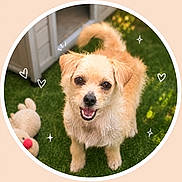 Chloe is registered to the contest to win money with this photo: dog, grass, toy, plush_toy, doghouse, happy, smiling, ears, fur, tail, outdoor, pet, cute, small_dog, animal, green, nature, daylight, looking_up, playful