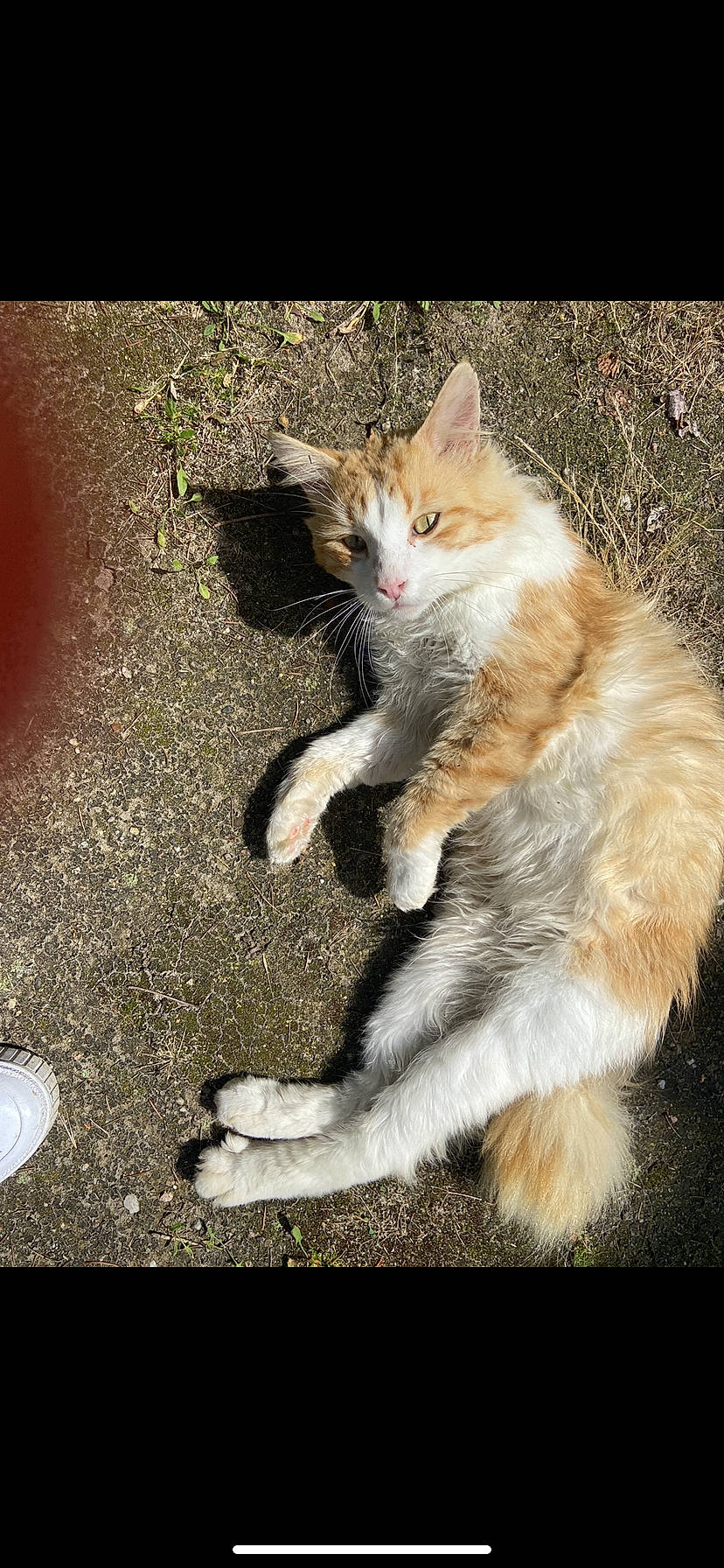 écureuil participe au concours pour gagner de l'argent avec cette photo : asphalt, carnivore, cat, claw, domestic_short_haired_cat, fawn, felidae, foot, fur, gesture, grass, human_leg, paw, photo_caption, plant, road_surface, small_to_medium_sized_cats, snout, tail, whiskers