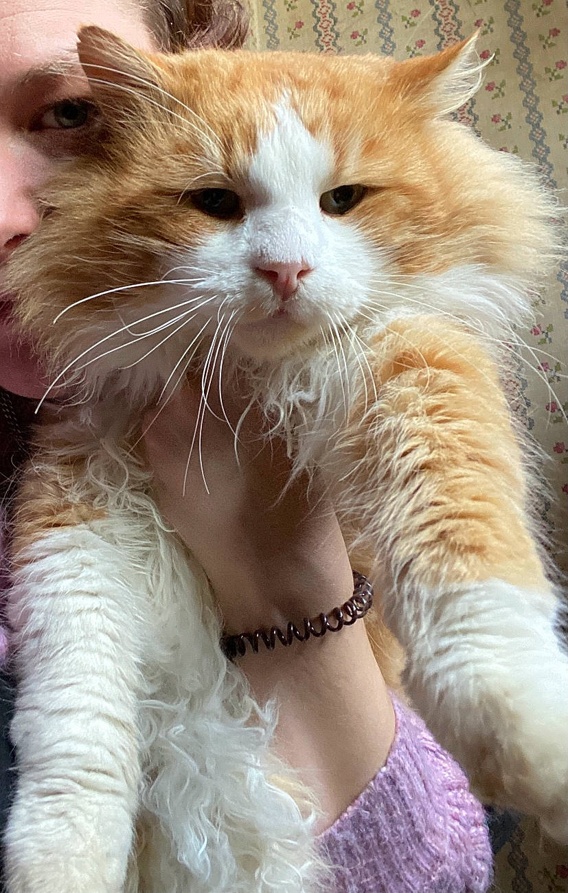 écureuil a rejoint le concours — aidez-le/la à gagner de superbes lots ! carnivore, cat, claw, comfort, domestic_short_haired_cat, drinking, fashion_accessory, fawn, felidae, fur, gesture, jewellery, paw, photography, small_to_medium_sized_cats, snout, tail, whiskers, window