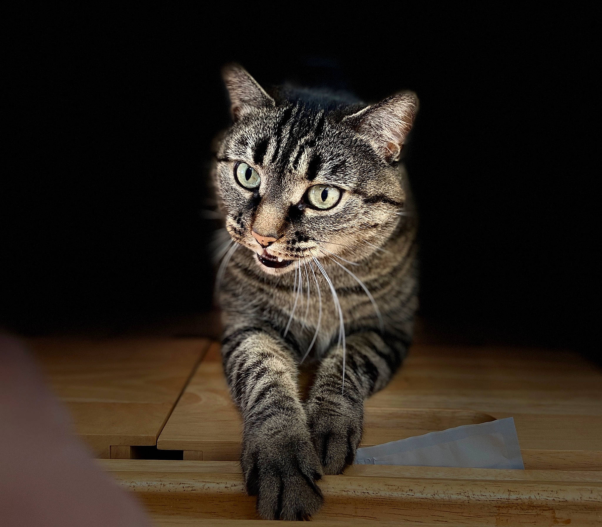 Tagada participe au concours pour gagner de l'argent avec cette photo : carnivore, cat, claw, domestic_short_haired_cat, door, felidae, flooring, fur, grey, hardwood, paw, sitting, small_to_medium_sized_cats, snout, tail, terrestrial_animal, whiskers, wildlife, window, wood
