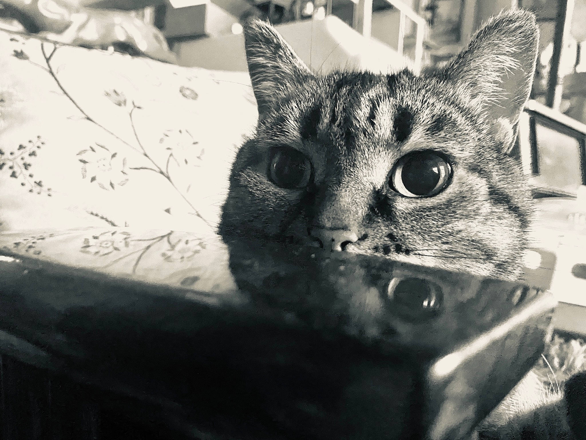 Tagada participe au concours pour gagner de l'argent avec cette photo : art, black_and_white, carnivore, cat, close_up, domestic_short_haired_cat, felidae, fur, grey, metal, monochrome, monochrome_photography, paw, small_to_medium_sized_cats, snout, terrestrial_animal, tree, whiskers, wildlife, window