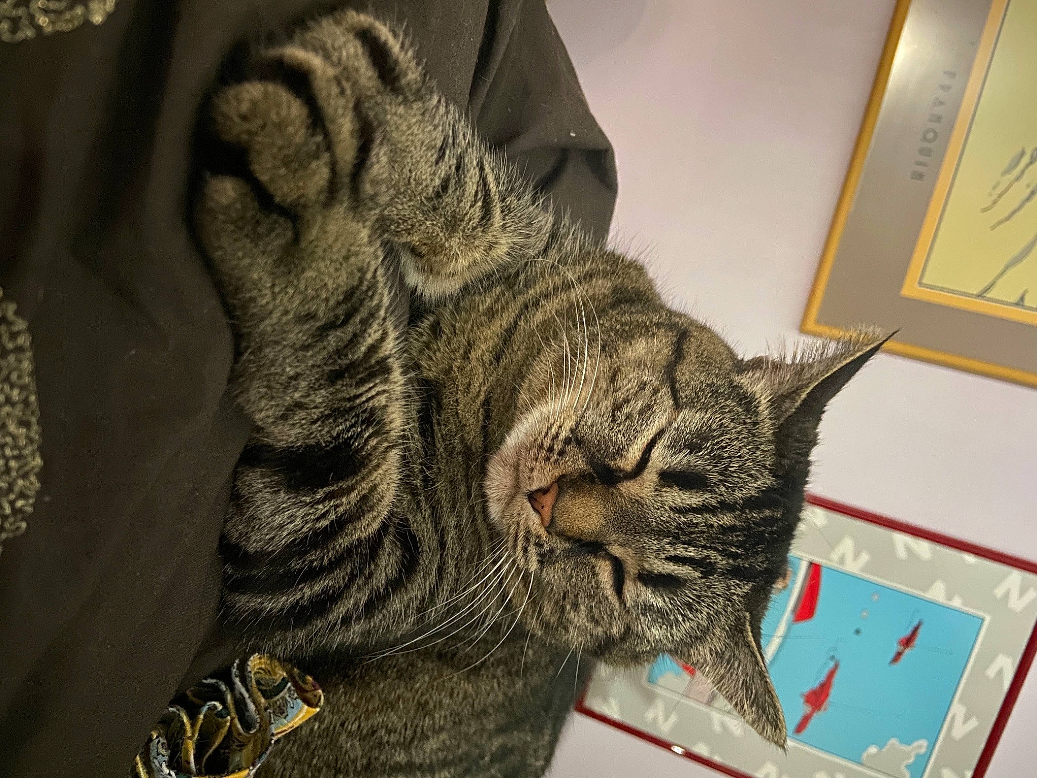 Tagada a rejoint le concours — aidez-le/la à gagner de superbes lots ! art, carnivore, cat, claw, comfort, domestic_short_haired_cat, ear, felidae, fur, grey, human_leg, jaw, pattern, paw, small_to_medium_sized_cats, snout, tail, visual_arts, whiskers, window