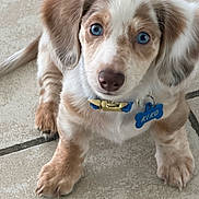 Kiko is registered to the contest to win money with this photo: animal, blue_eyes, collar, cute, dog, domestic_animal, ears, floor, fluffy, fur, indoor, looking_up, nose, paw, pet, pet_tag, puppy, small_dog, tile, young_dog