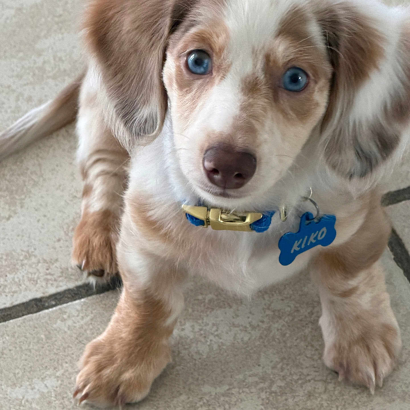 Kiko is registered to the contest to win money with this photo: animal, blue_eyes, collar, cute, dog, domestic_animal, ears, floor, fluffy, fur, indoor, looking_up, nose, paw, pet, pet_tag, puppy, small_dog, tile, young_dog
