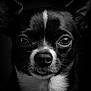 Bulma participe au concours pour gagner de l'argent avec cette photo : adorable, animal, black_and_white, chihuahua, close_up, cute, dark_background, dog, ears, expression, face, fur, monochrome, nose, pet, portrait, small_dog, texture, tongue, whiskers