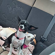 Bulma a rejoint le concours — aidez-le/la à gagner de superbes lots ! animal, black_and_white_dog, blanket, car_interior, chihuahua, collar, companion, cute, dog, happy_dog, indoor, pet, pet_accessory, relaxed_dog, seat, seatbelt, small_dog, smiling, travel, white_dog