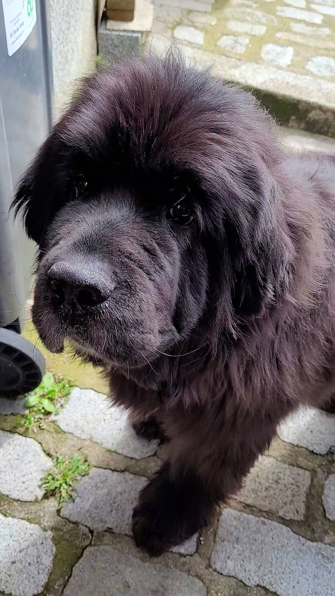 Pom a rejoint le concours — aidez-le/la à gagner de superbes lots ! ancient_dog_breeds, canidae, carnivore, caucasian_shepherd_dog, companion_dog, dog, dog_breed, fur, gaddi_kutta, giant_dog_breed, liver, non_sporting_group, snout, sporting_group, terrestrial_animal, tibetan_mastiff, tibetan_spaniel, whiskers, working_animal, working_dog