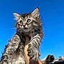 Ekko is registered to the contest to win money with this photo: kitten, cat, gray_tabby, fluffy, fur, whiskers, blue_sky, outdoor, hand, holding, curious, young_animal, pet, animal, sunlight, portrait, cute, feline, close_up, daytime