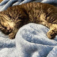 Ekko is registered to the contest to win money with this photo: kitten, sleeping, cat, tabby, fur, animal, pet, cozy, blanket, soft, cute, rest, paw, whiskers, indoor, relaxing, young, mammal, comfort, nap