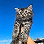 Ekko is registered to the contest to win money with this photo: kitten, cat, gray_tabby, fluffy, fur, cute, animal, pet, outdoor, blue_sky, sunlight, hand, holding, suburban, street, daytime, whiskers, ears, eyes, portrait