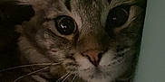 Ekko joined the competition — help win amazing prizes! cat, animal, pet, feline, whiskers, ears, fur, closeup, portrait, curious, eyes, indoor, cozy, texture, face, tabby, mammal, domestic, cute, soft
