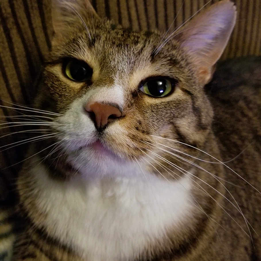Apollo is registered to the contest to win money with this photo: cat, tabby, pet, close_up, portrait, feline, whiskers, green_eyes, striped_fur, white_chest, indoor, curious, animal, mammal, face, ears, nose, sitting, domestic, furry