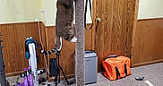 Apollo is registered to the contest to win money with this photo: cat, scratching_post, exercise_equipment, weights, carpet, wood_paneling, door, orange_bag, tripod, resistance_band, home_gym, indoor, pet, playful, feline, climbing, fitness, room, carpeted_floor, wall