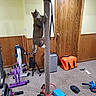 cat, scratching_post, exercise_equipment, weights, carpet, wood_paneling, door, orange_bag, tripod, resistance_band, home_gym, indoor, pet, playful, feline, climbing, fitness, room, carpeted_floor, wall