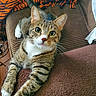 Apollo is registered to the contest to win money with this photo: cat, tabby, green_eyes, stretching, blanket, chair, striped, tiger_pattern, orange, black, brown, fur, whiskers, pet, curious, indoor, cozy, relaxed, animal, feline