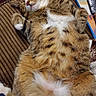 Apollo is registered to the contest to win money with this photo: cat, tabby, sleeping, relaxed, cushion, striped, fur, pet, indoor, remote_control, book, cozy, belly_up, whiskers, paws, resting, comfortable, household, domestic, napping