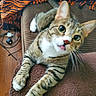 cat, tabby_cat, tongue_out, green_eyes, paw, striped, blanket, cushion, towel, wooden_floor, cord, plug, indoor, pet, curious, close_up, feline, striped_fur, relaxed, playful