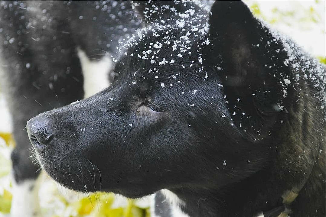 Roronoa is registered to the contest to win money with this photo: canidae, carnivore, dog, dog_breed, labrador_retriever, nose, retriever, snout, sporting_group