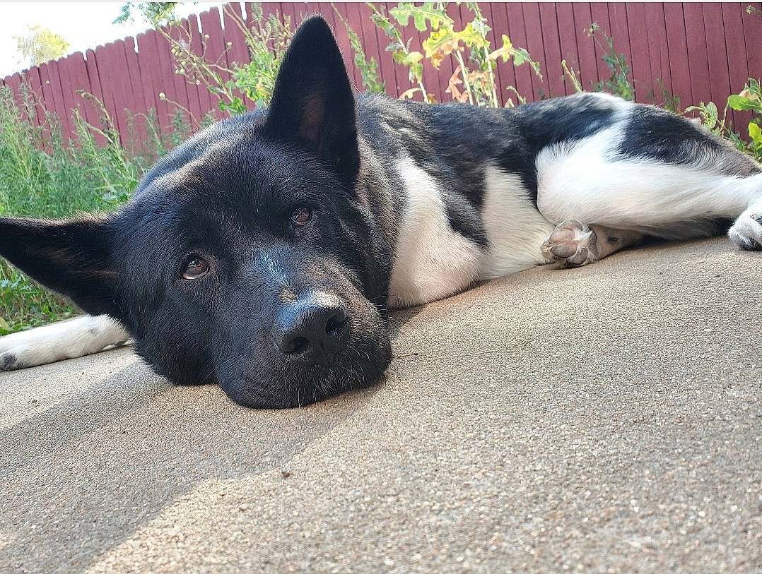 Roronoa joined the competition — help win amazing prizes! akita, canidae, carnivore, dog, dog_breed, karelian_bear_dog, mammal, russo_european_laika, snout, vertebrate