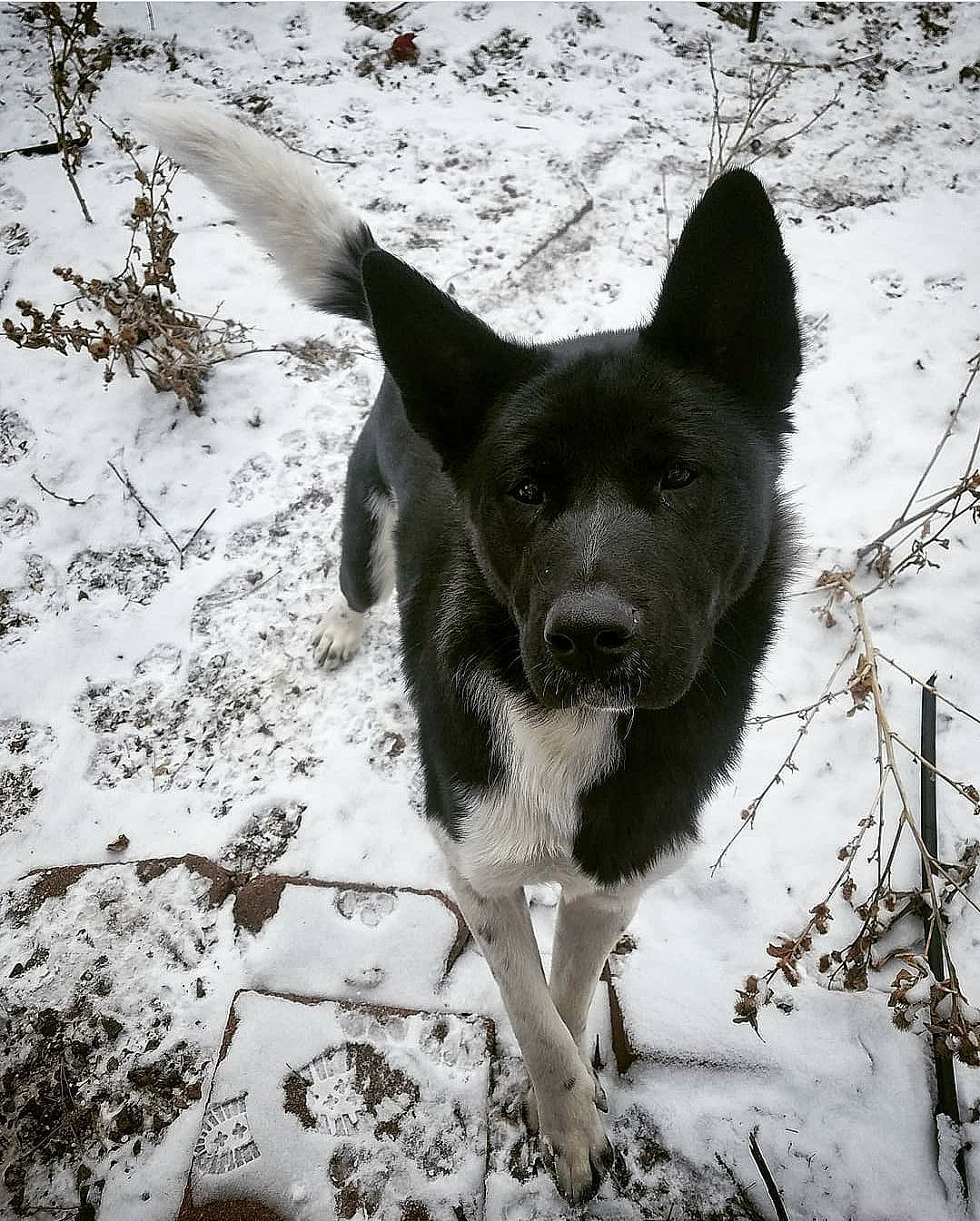 Roronoa is registered to the contest to win money with this photo: akita, black_norwegian_elkhound, canidae, carnivore, dog, dog_breed, east_european_shepherd, hunting_dog, karelian_bear_dog, laika, lapponian_herder, mammal, norwegian_elkhound, rare_breed_dog, russo_european_laika, snout, snow, sporting_group, vertebrate, winter