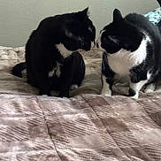 Meanzie An Geno joined the competition — help win amazing prizes! animal, bed, black_and_white, blanket, cat, close_up, companionship, curious, cute, domestic, feline, fur, indoor, mammal, pet, resting, soft_light, tuxedo_cat, two_cats, whiskers