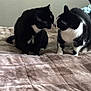 animal, bed, black_and_white, blanket, cat, close_up, companionship, curious, cute, domestic, feline, fur, indoor, mammal, pet, resting, soft_light, tuxedo_cat, two_cats, whiskers
