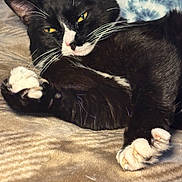 Geno is registered to the contest to win money with this photo: animal, bed, black_and_white, blanket, cat, close_up, cozy, feline, fur, indoor, paws, pet, relaxed, resting, sleepy, soft, stretching, tuxedo_cat, whiskers, yellow_eyes