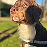 dog, portrait, outdoor, sunlight, brown, white, close_up, animal, pet, nature, grass, daylight, canine, fur, nose, ears, collar, background_blur, watchful, muzzle